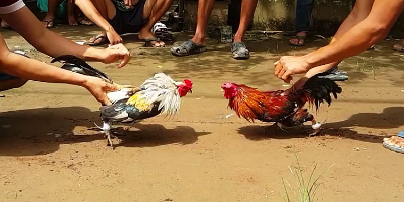 Luật chơi đá gà: Các hình thức phổ biến và cách tính kết quả