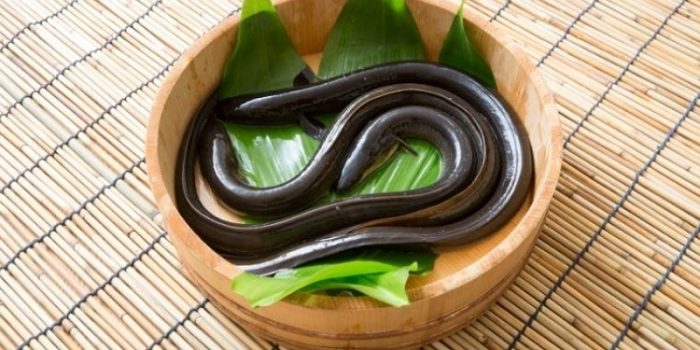 Mơ thấy lươn to không chỉ mang đến những thông điệp thú vị