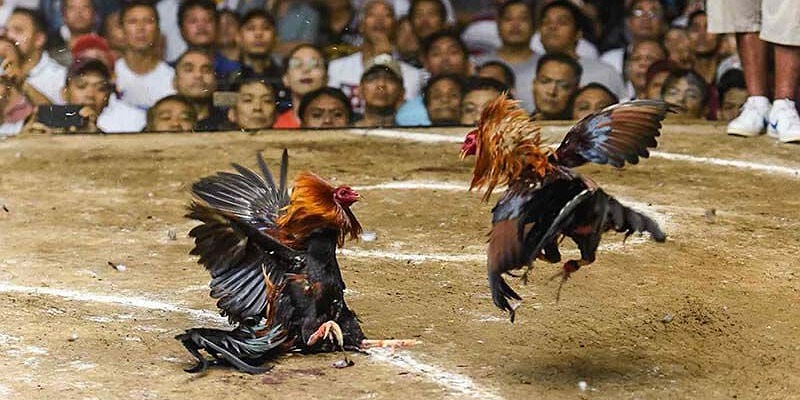 Những hình thức đá gà phổ biến hiện nay