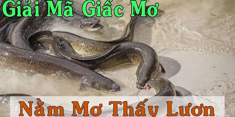Ý nghĩa của giấc mơ thấy lươn to được nhiều người quan tâm.