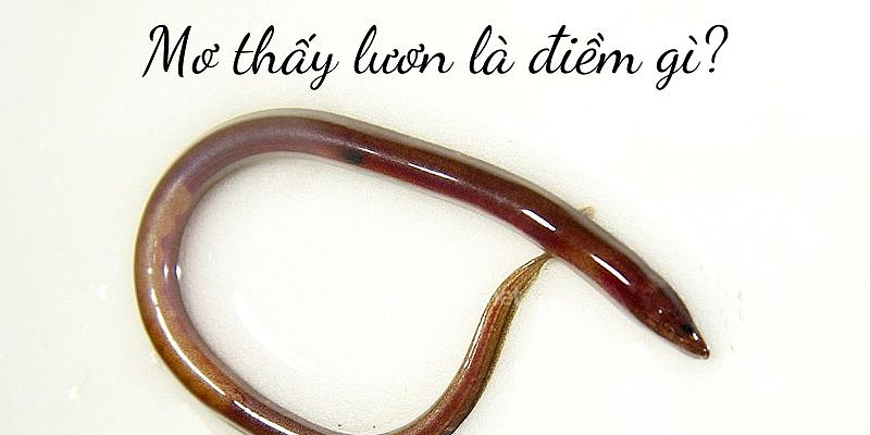Tuỳ theo từng trường hợp giấc mơ thấy lươn sẽ là điềm lành hoặc dữ.