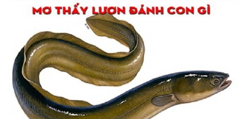 Mơ thấy lươn to đánh con gì giúp cho người chơi trúng thật đậm?